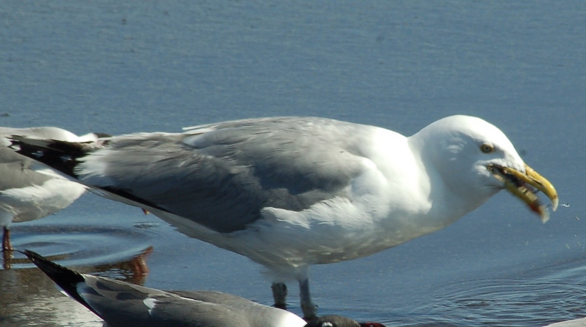 Herring Gull - ML105639321