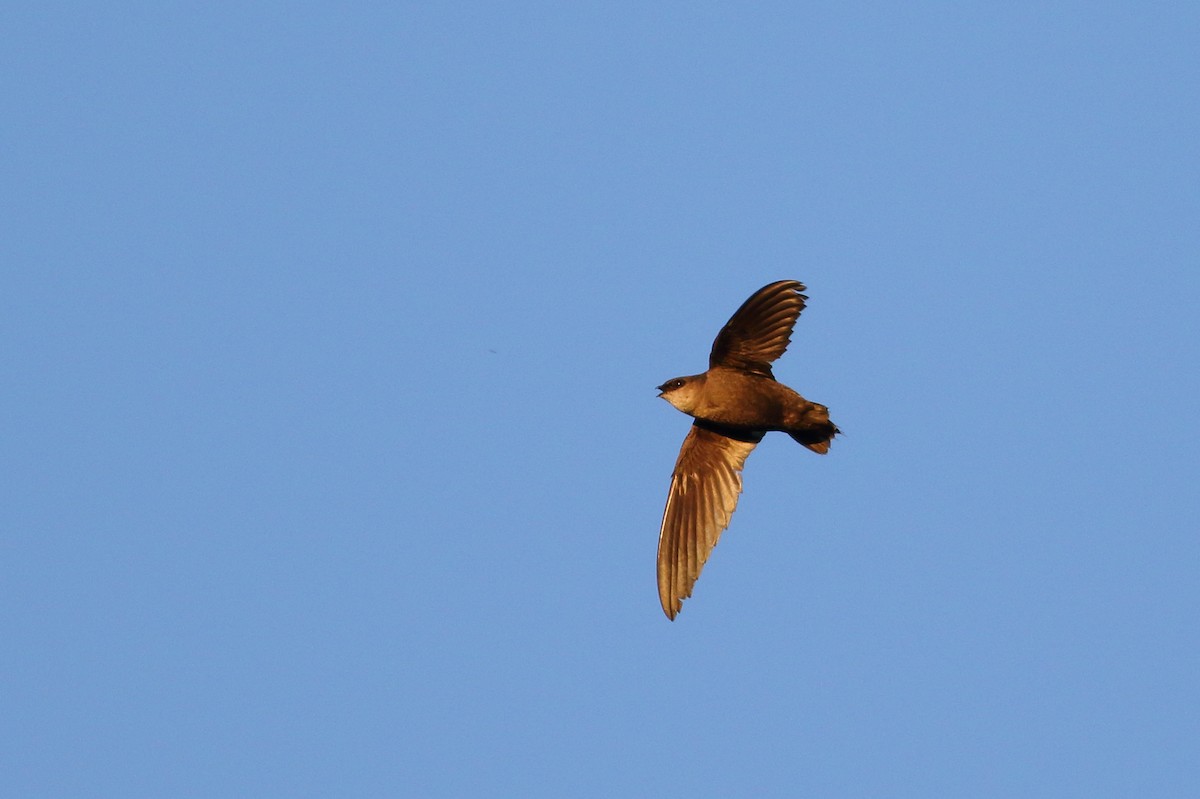 Chimney Swift - ML105644221