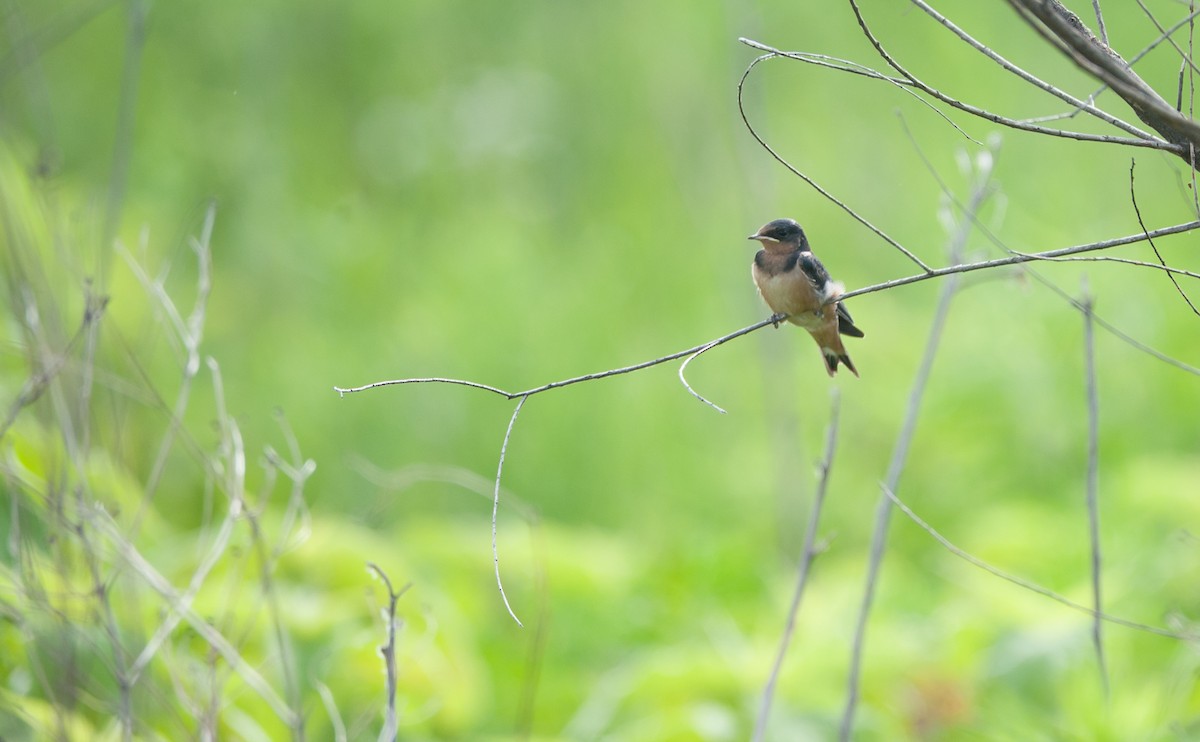 Hirondelle rustique - ML105646781