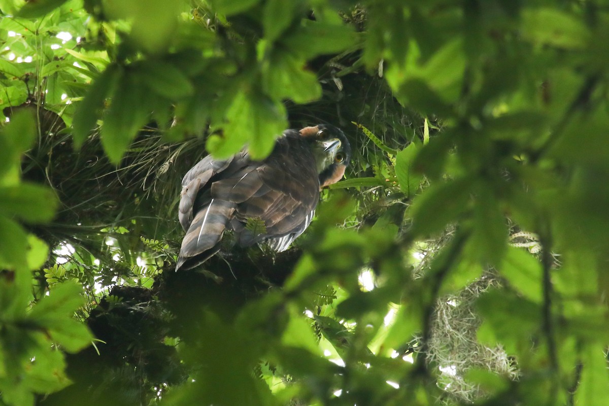 Ornate Hawk-Eagle - ML105648111