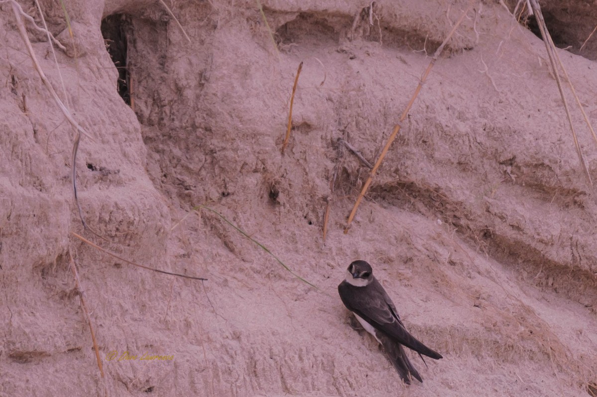 Bank Swallow - ML105648151