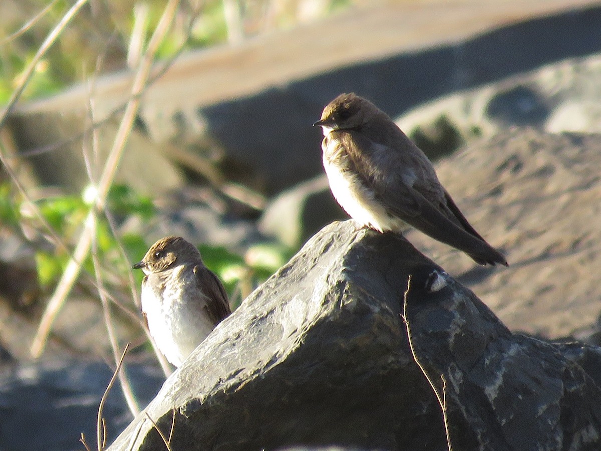 Northern Rough-winged Swallow - ML105648321