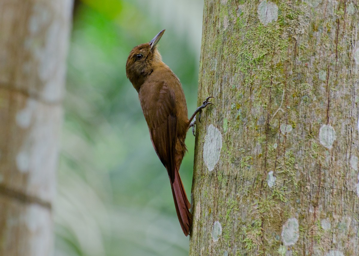 Plain-winged Woodcreeper - ML105649711