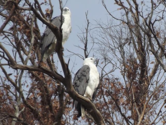 White-bellied Sea-Eagle - ML105650121