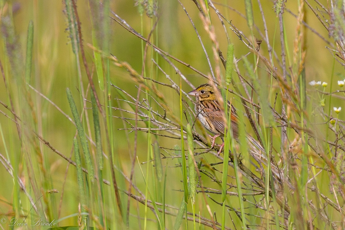 Henslow's Sparrow - ML105651651