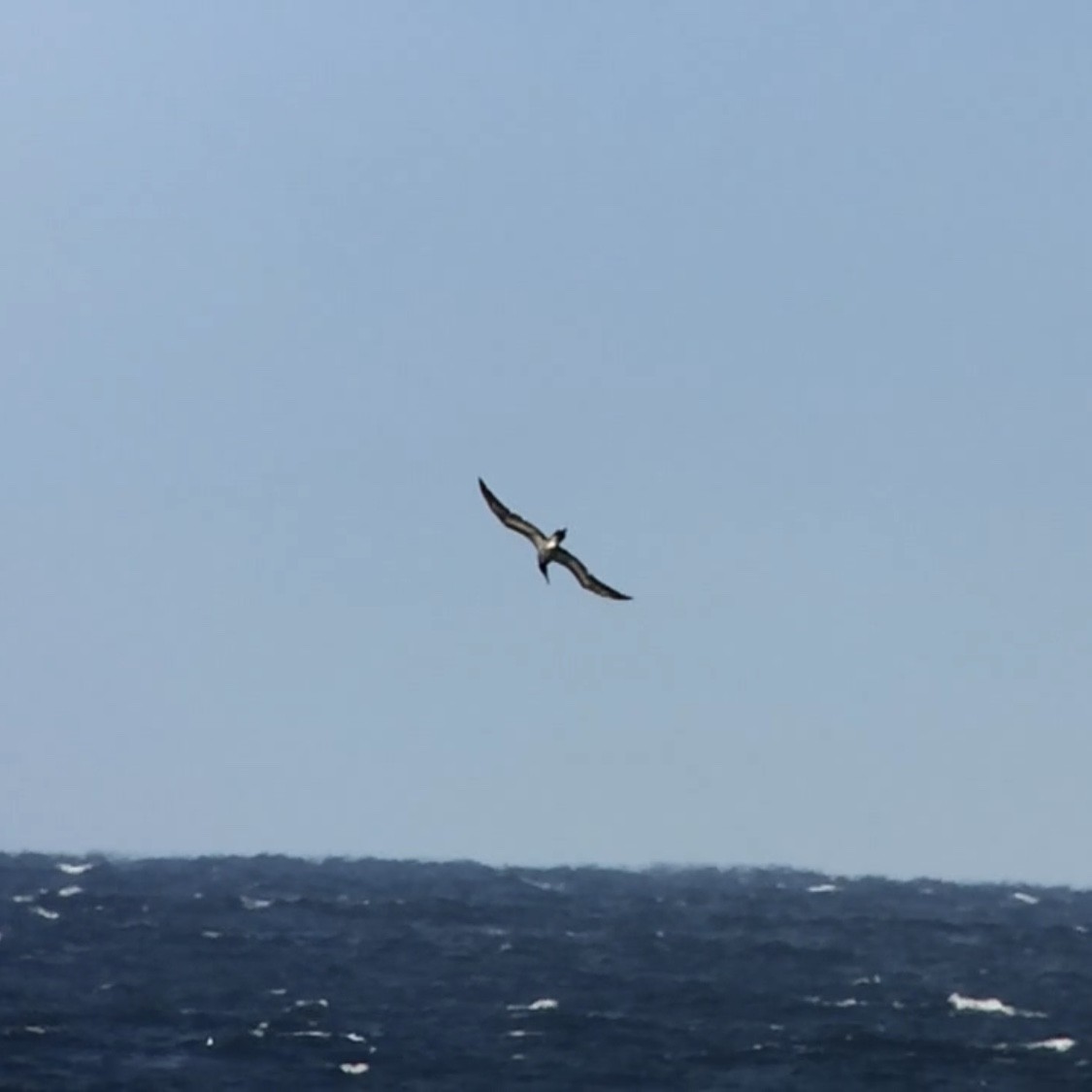 Brown Booby - ML105655531