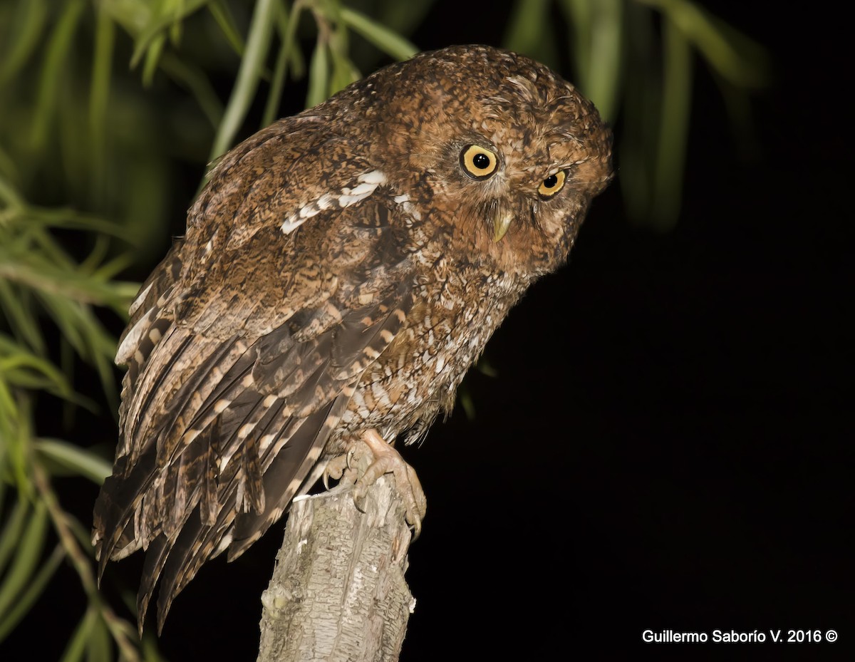 Bare-shanked Screech-Owl - ML105657741