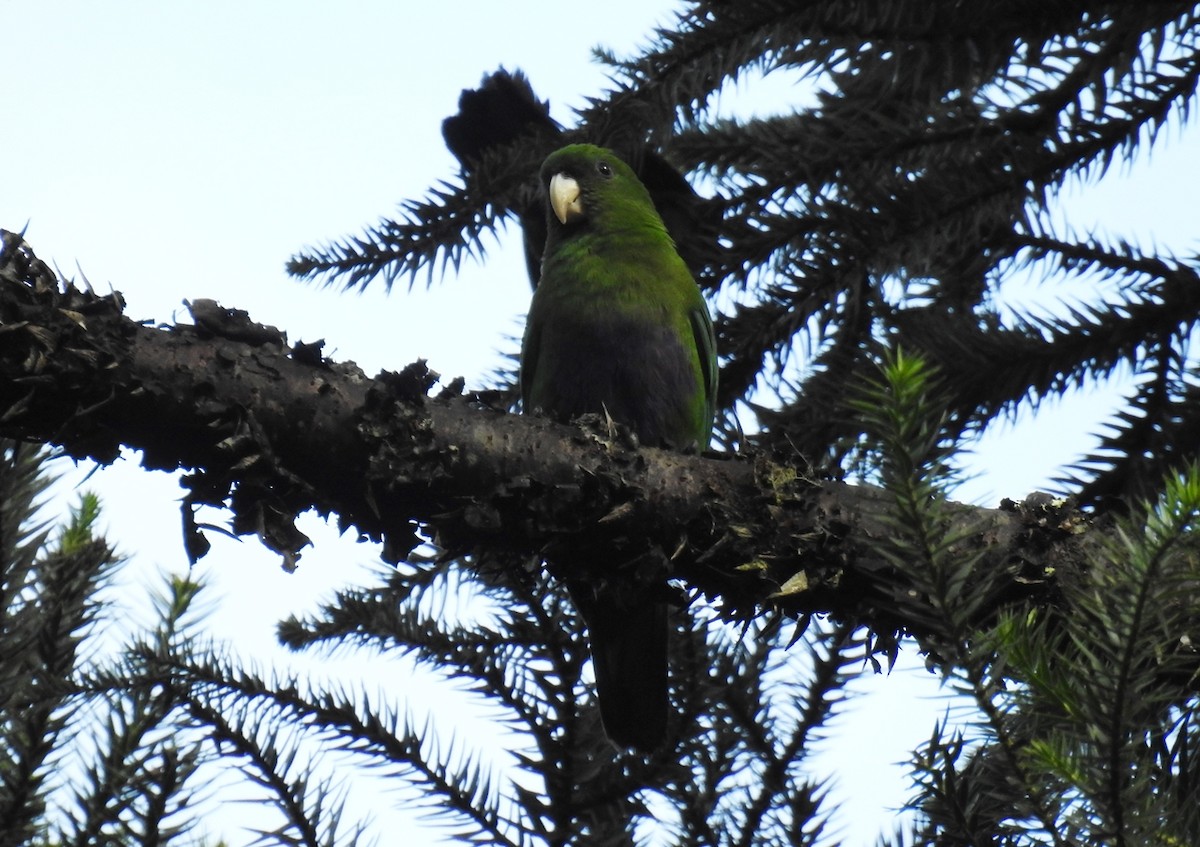 Blue-bellied Parrot - ML105658371