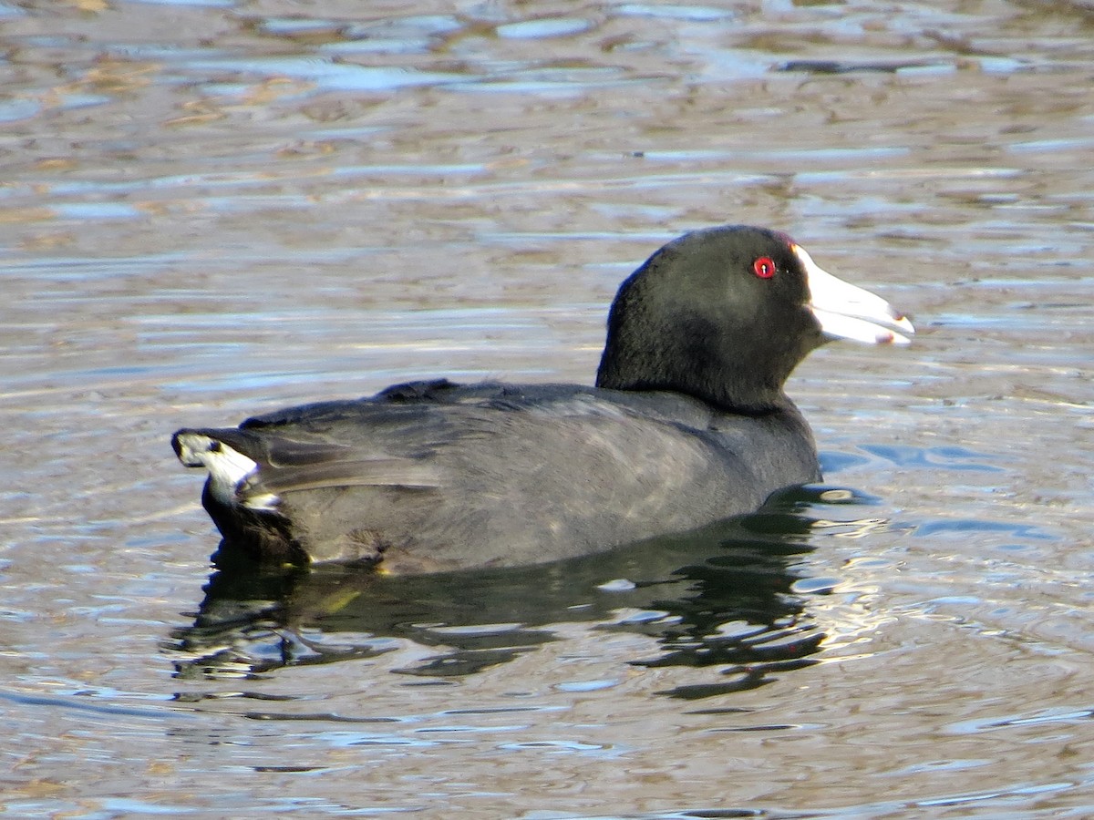 Foulque d'Amérique (forme à cachet rouge) - ML105658501