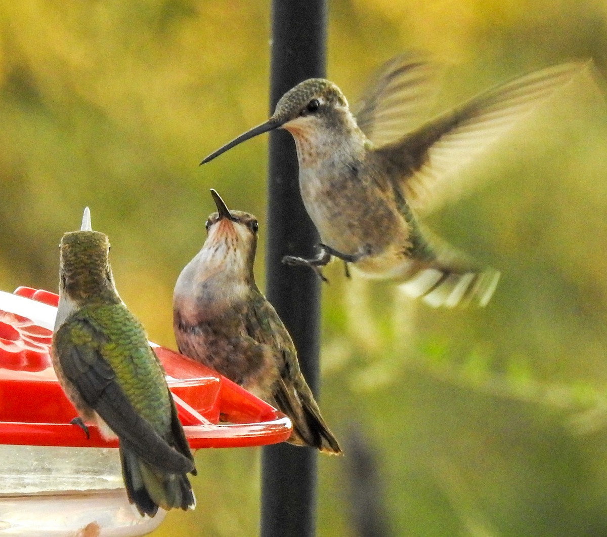 Black-chinned Hummingbird - Andy Morgan