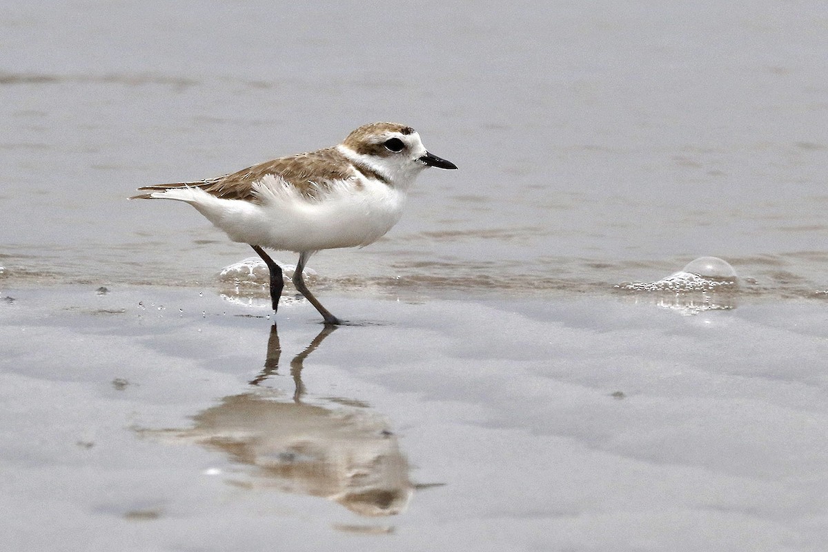 Snowy Plover - ML105660381