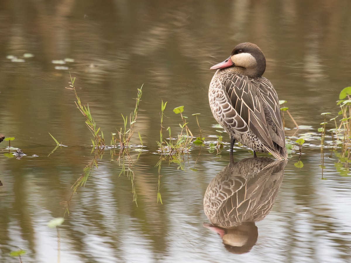 Red-billed Duck - ML105660971