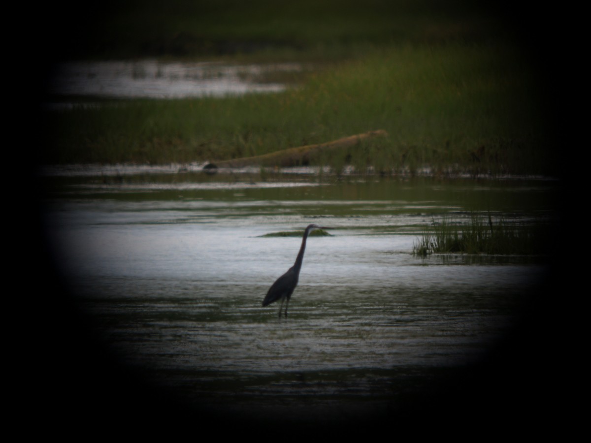 Western Reef-Heron - David McCorquodale