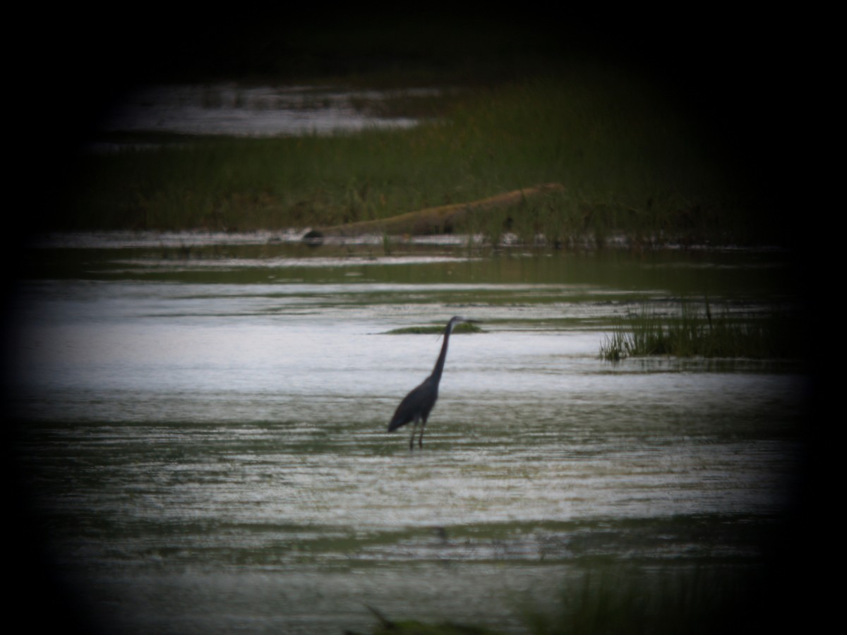 Western Reef-Heron - ML105661101