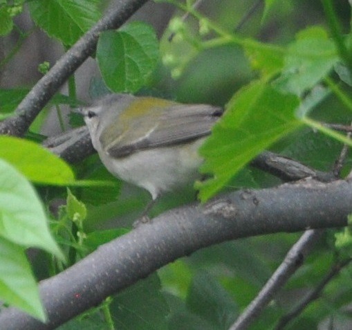 Tennessee Warbler - ML105661721