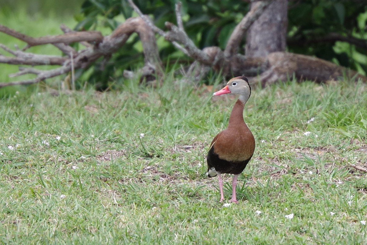 Black-bellied Whistling-Duck - Andy Morgan