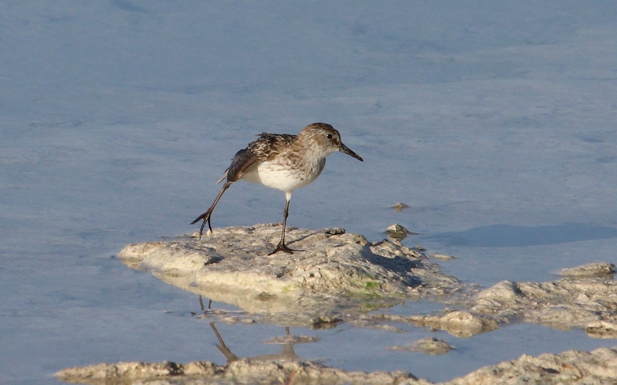 Western Sandpiper - ML105662461