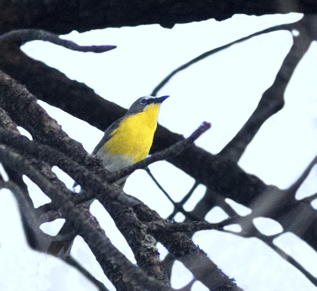 Yellow-breasted Chat - ML105662561