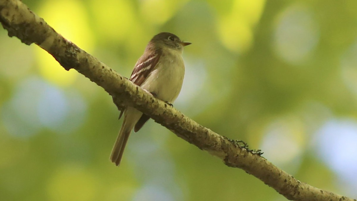 Least Flycatcher - ML105662801