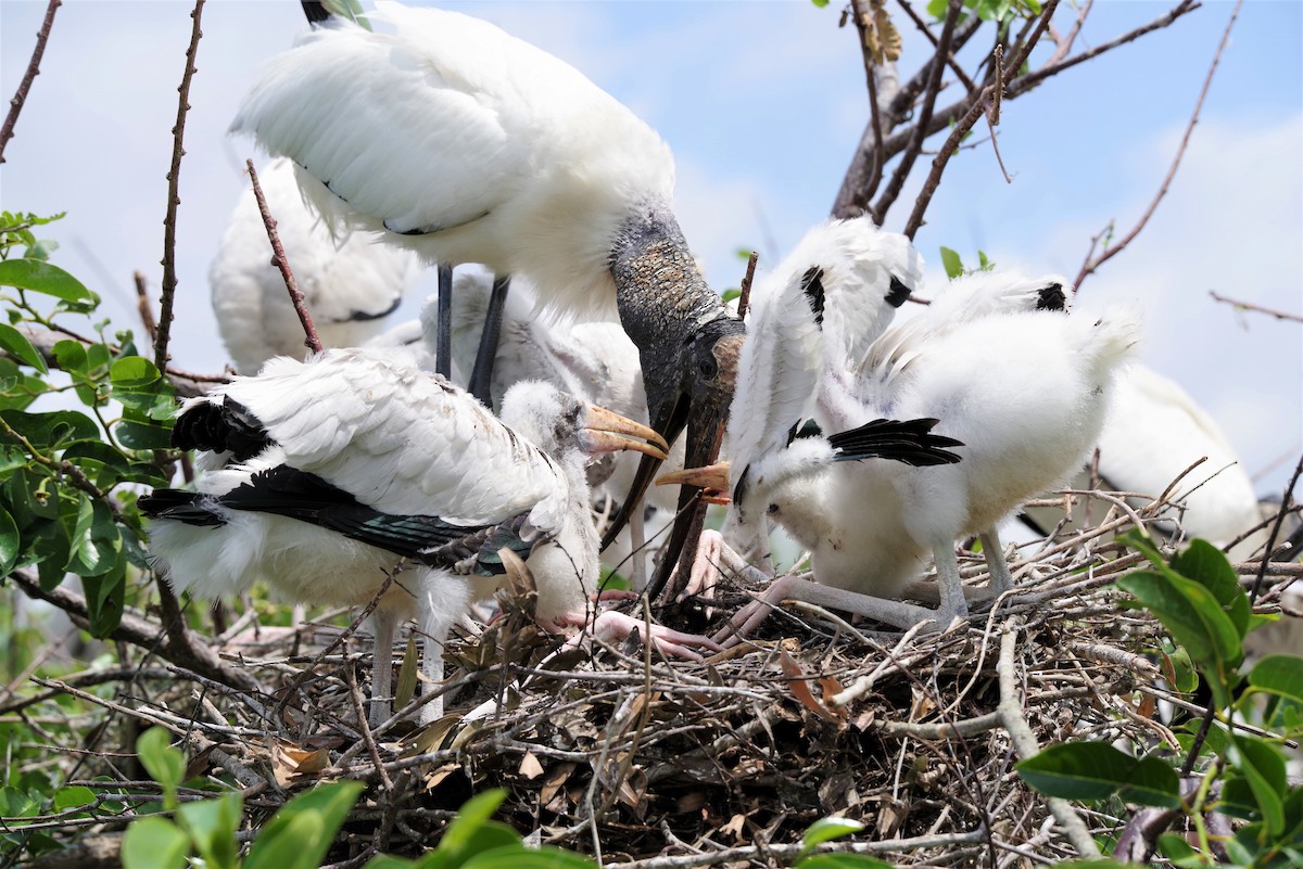 Wood Stork - ML105662901