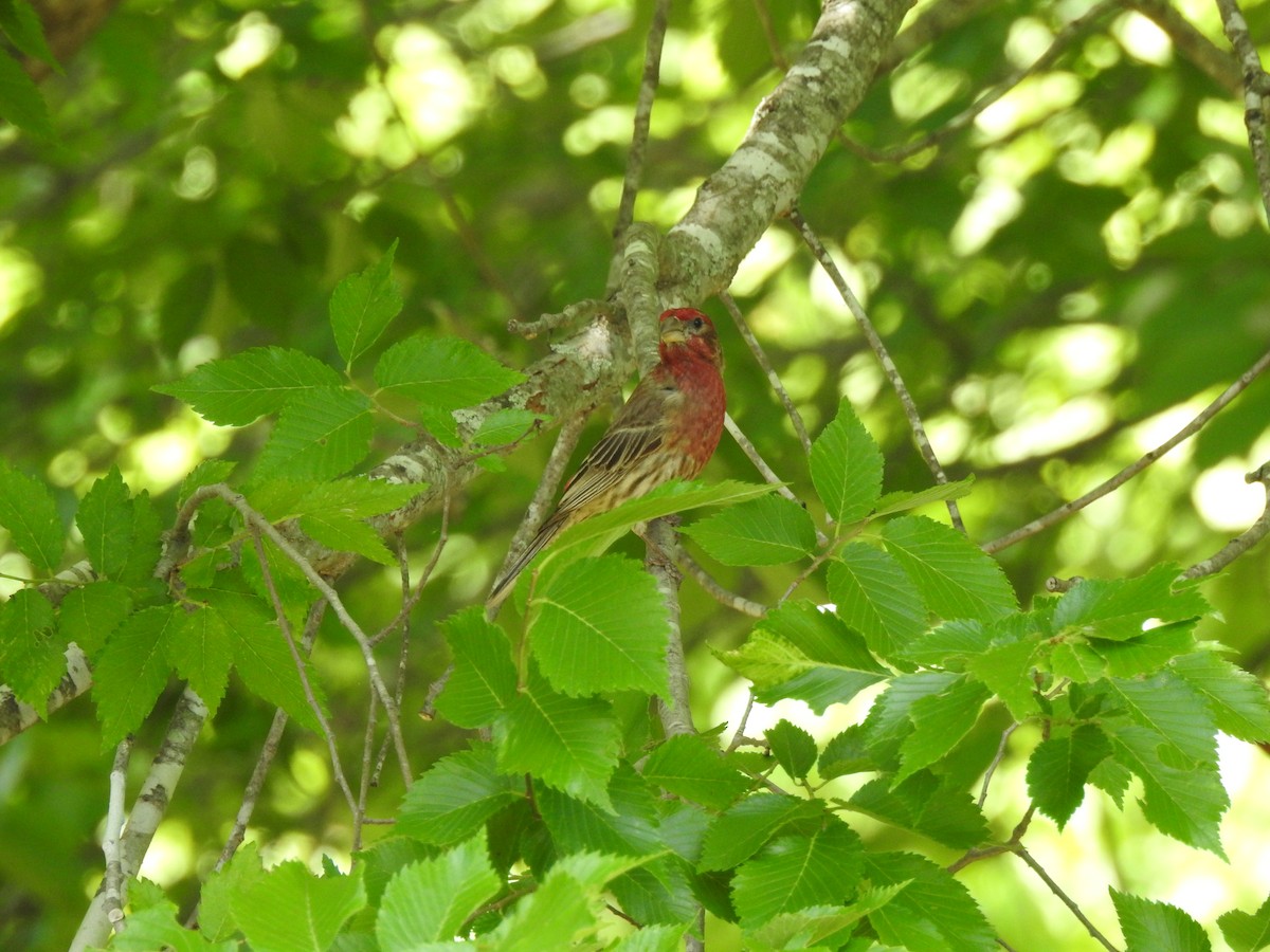 House Finch - Andy Morgan