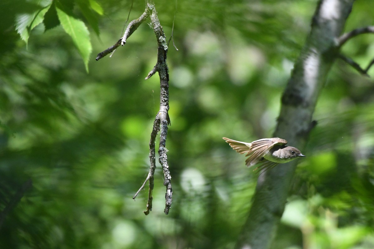 Eastern Phoebe - ML105664491