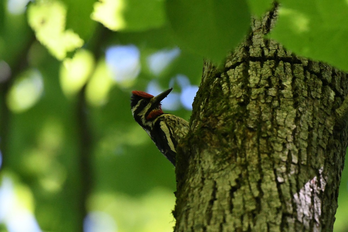 Yellow-bellied Sapsucker - ML105664681