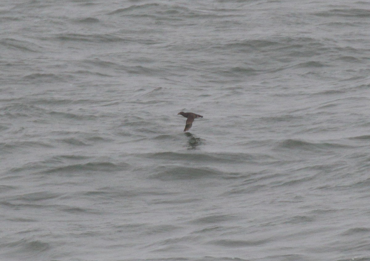 Rhinoceros Auklet - ML105666081