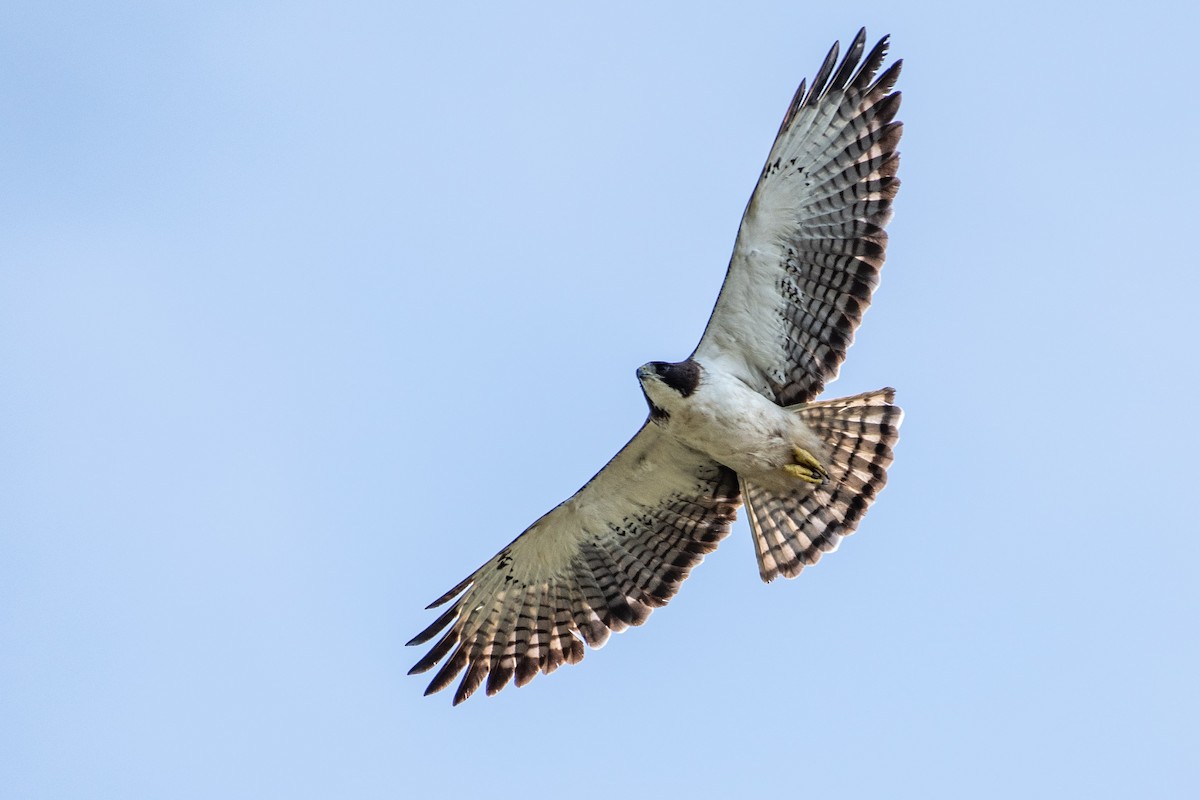 Short-tailed Hawk - ML105668021