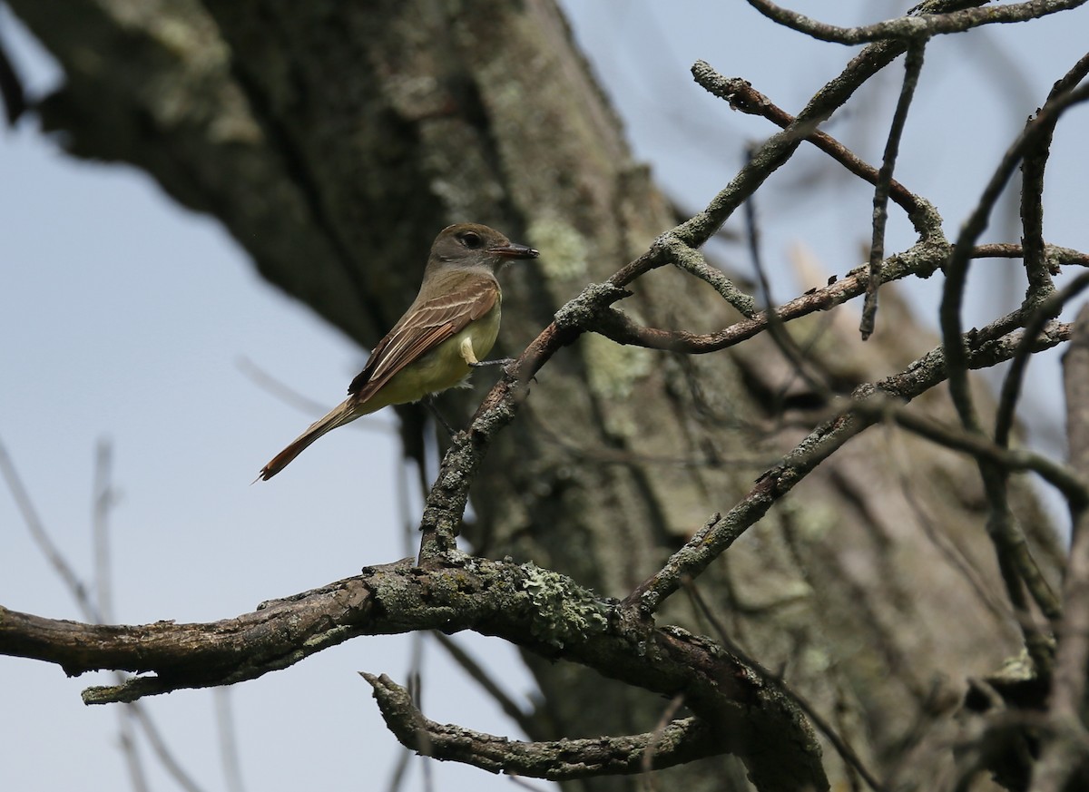 Great Crested Flycatcher - Ron Sempier