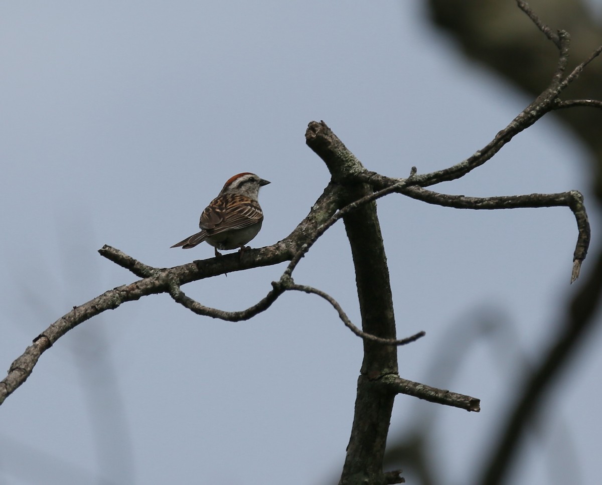 Chipping Sparrow - Ron Sempier