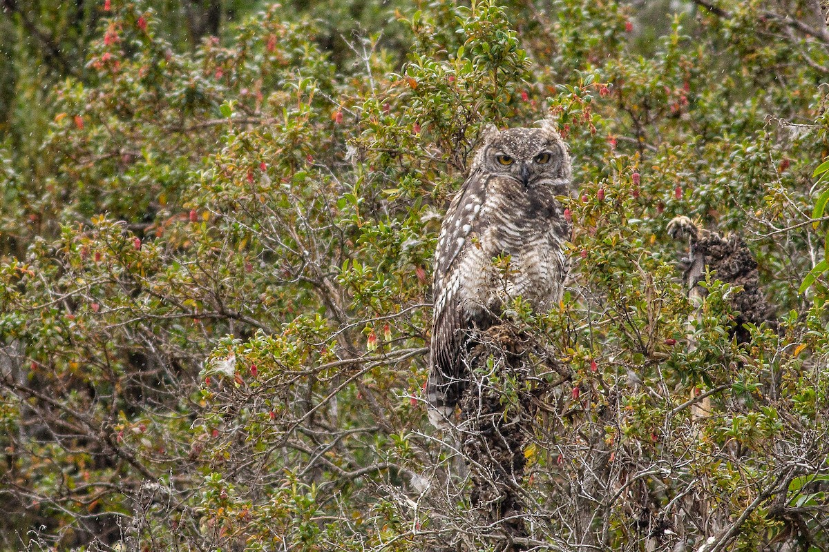 Great Horned Owl - ML105669441