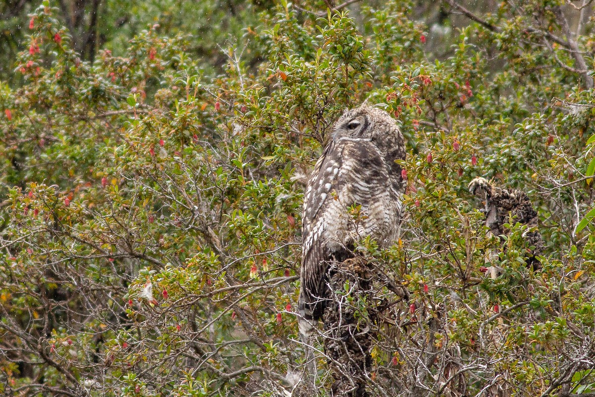 Great Horned Owl - ML105669451