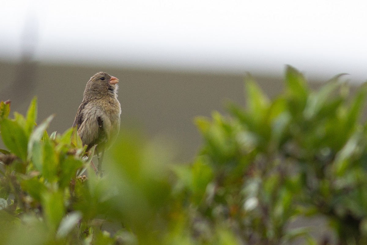 Plain-colored Seedeater - ML105669611