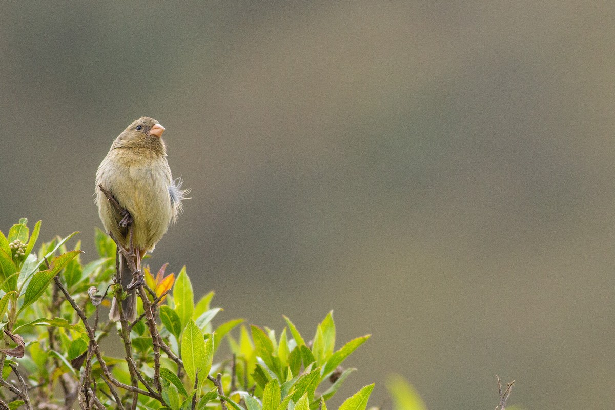 Plain-colored Seedeater - ML105669621