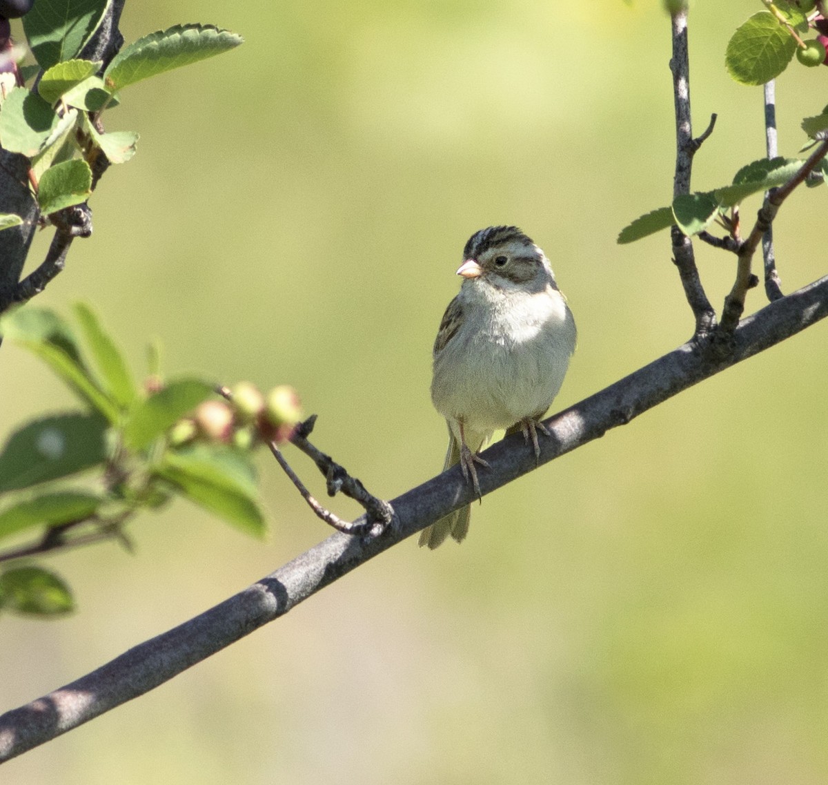 Clay-colored Sparrow - ML105670291