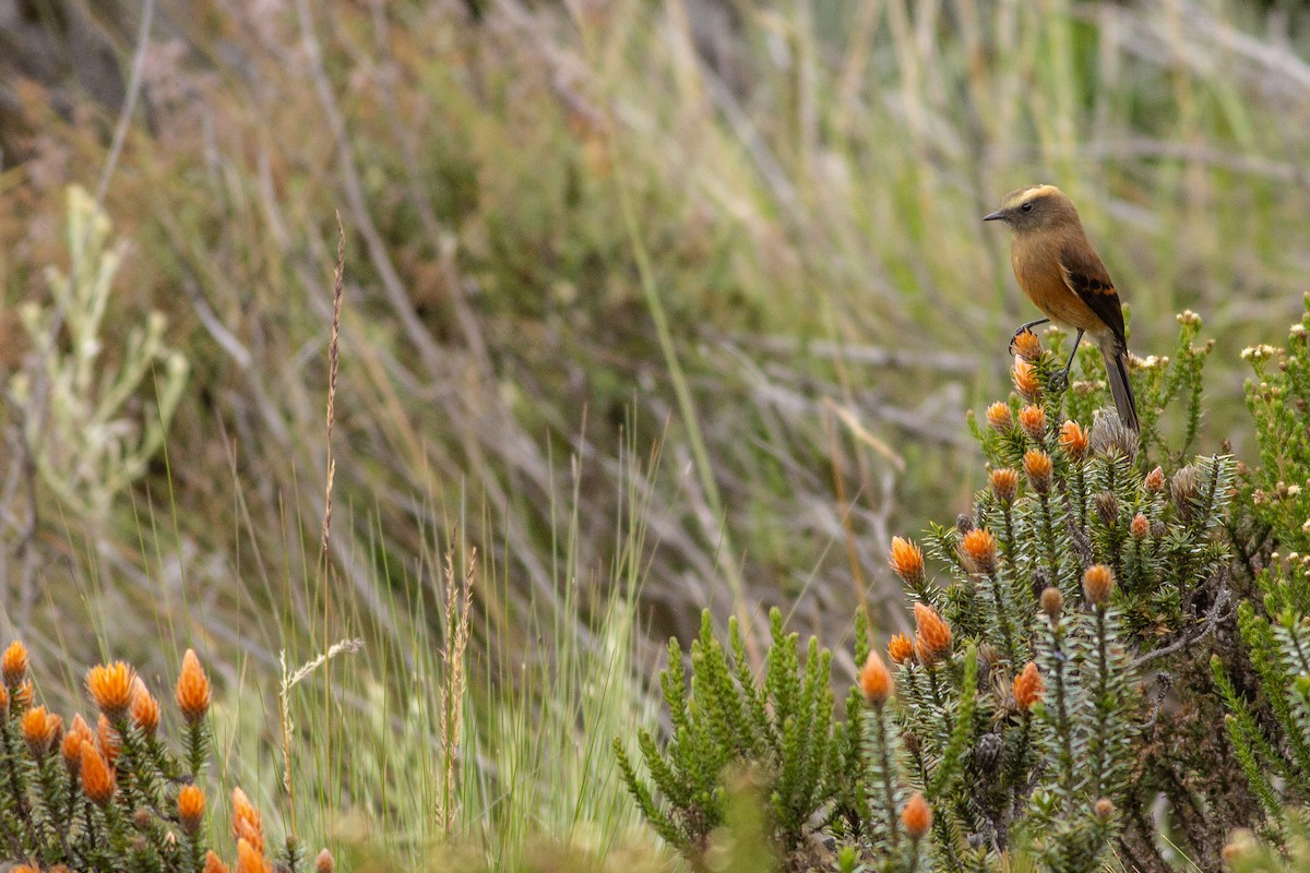 Brown-backed Chat-Tyrant - ML105672001