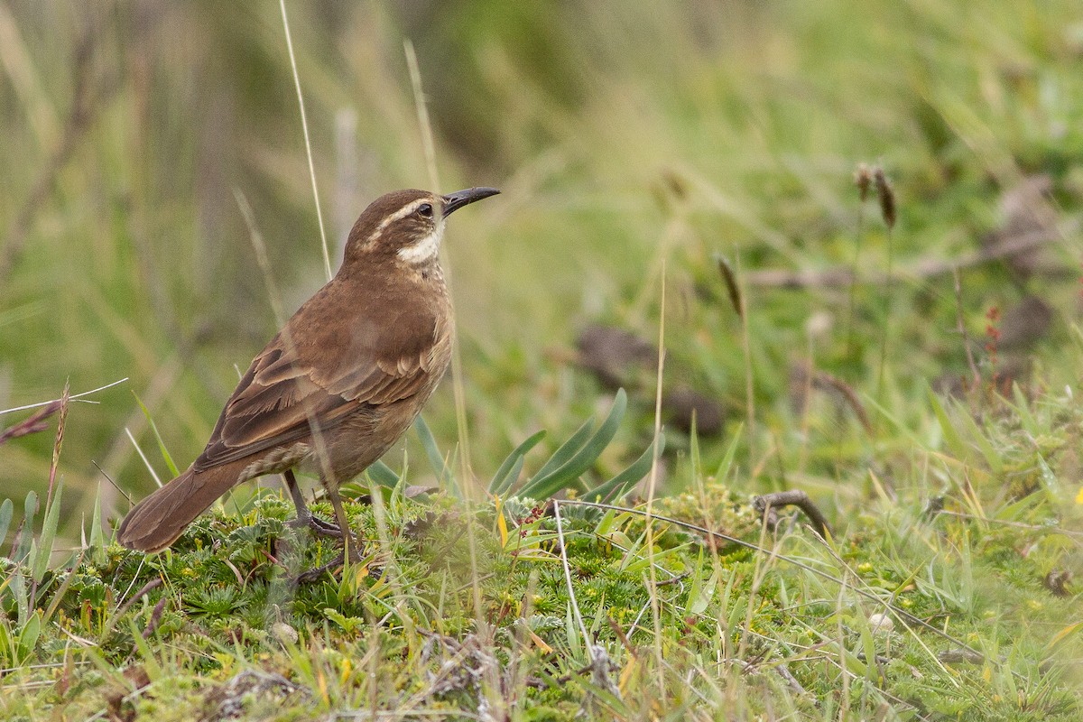 Stout-billed Cinclodes - ML105672041