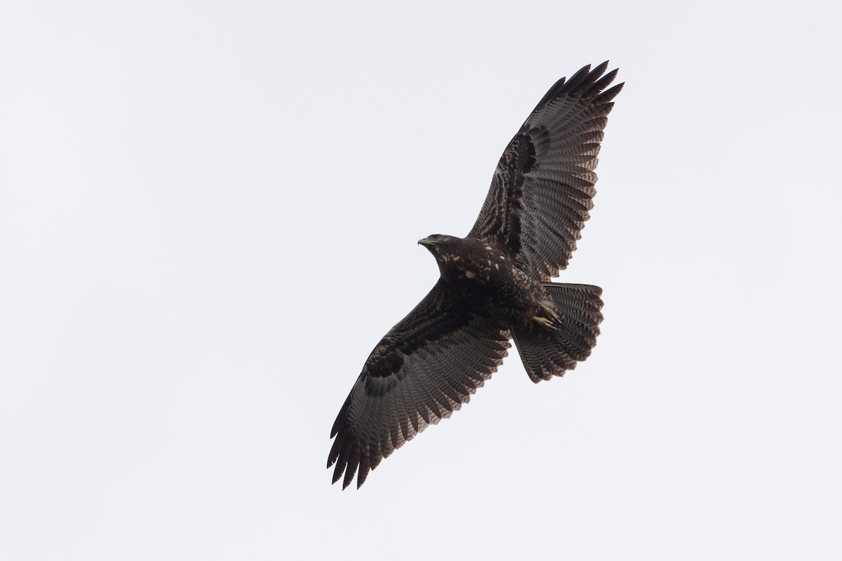 Black-chested Buzzard-Eagle - ML105672171