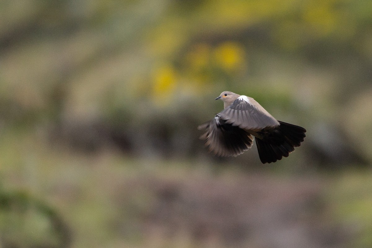 Black-winged Ground Dove - ML105672301
