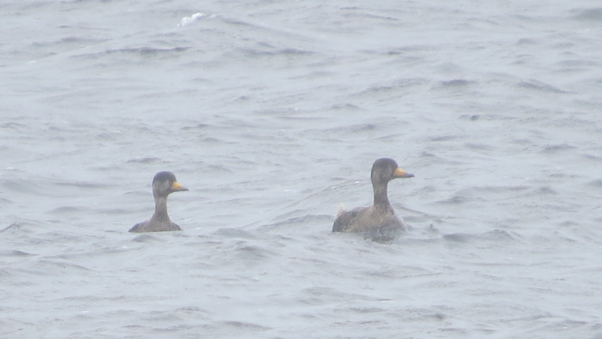 Black Scoter - ML105674021