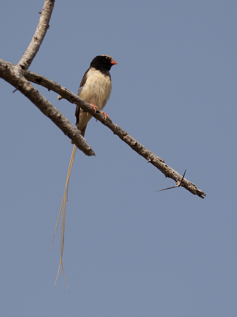 Straw-tailed Whydah - ML105677671