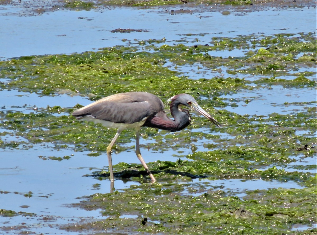 Tricolored Heron - Kevin Topping