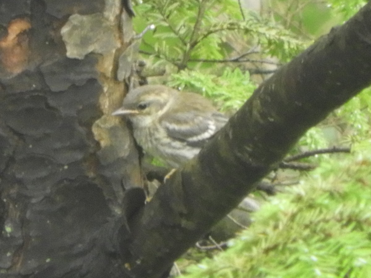 Black-throated Green Warbler - ML105680421