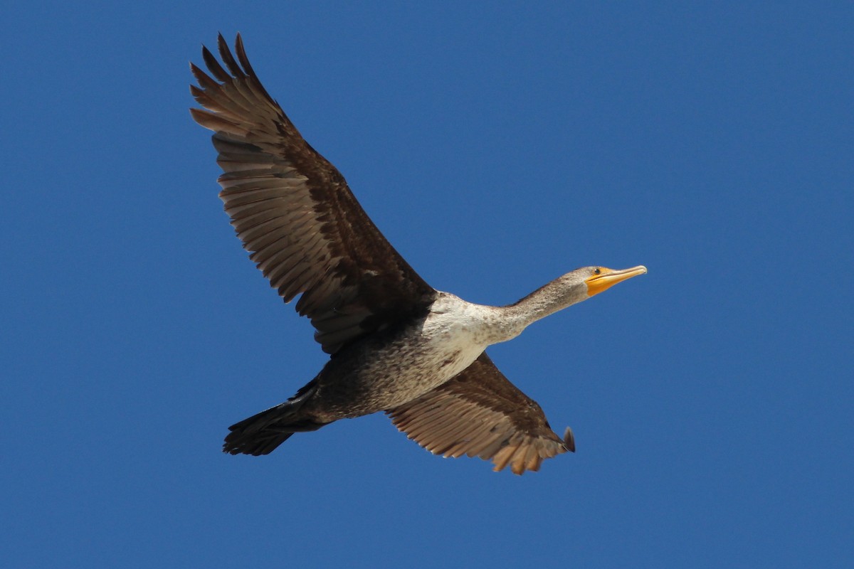 Double-crested Cormorant - ML105681691