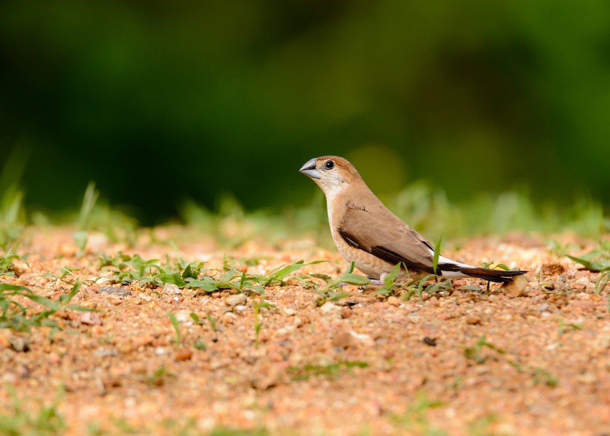 Indian Silverbill - ML105683021