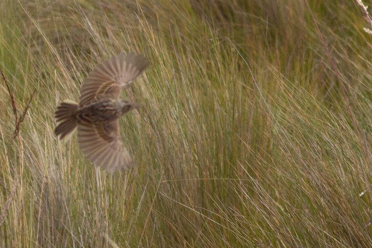 Paramo Pipit - ML105684221