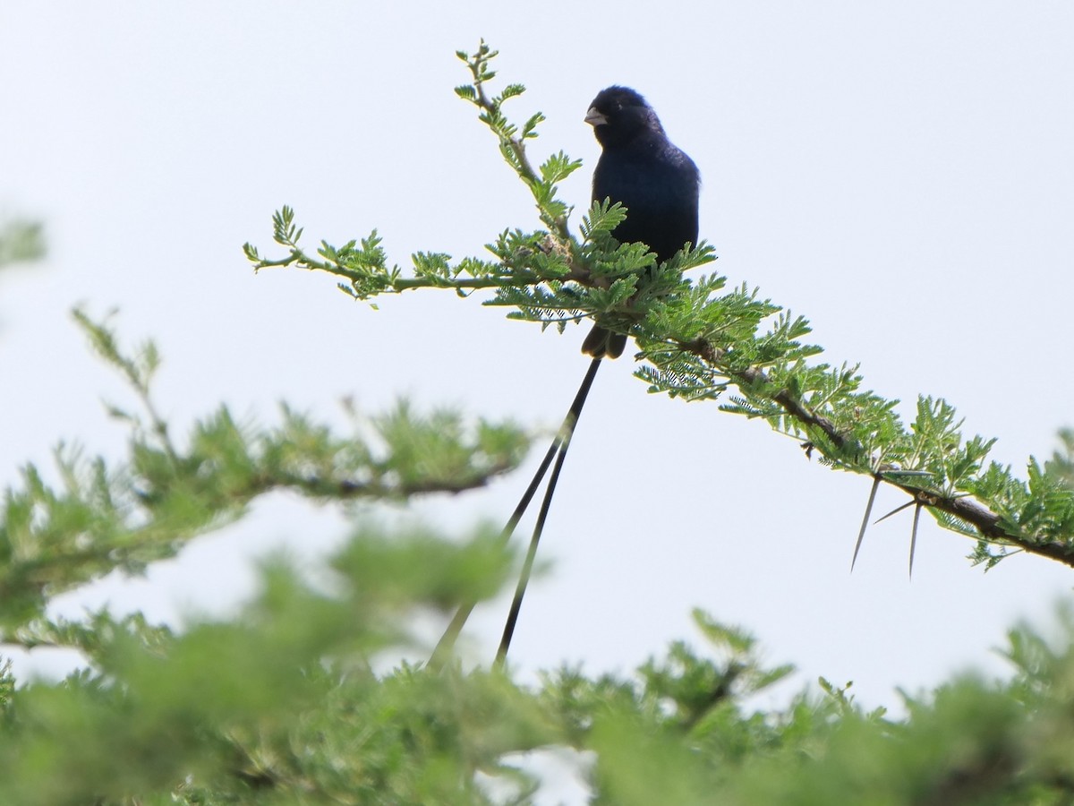 Steel-blue Whydah - ML105685211