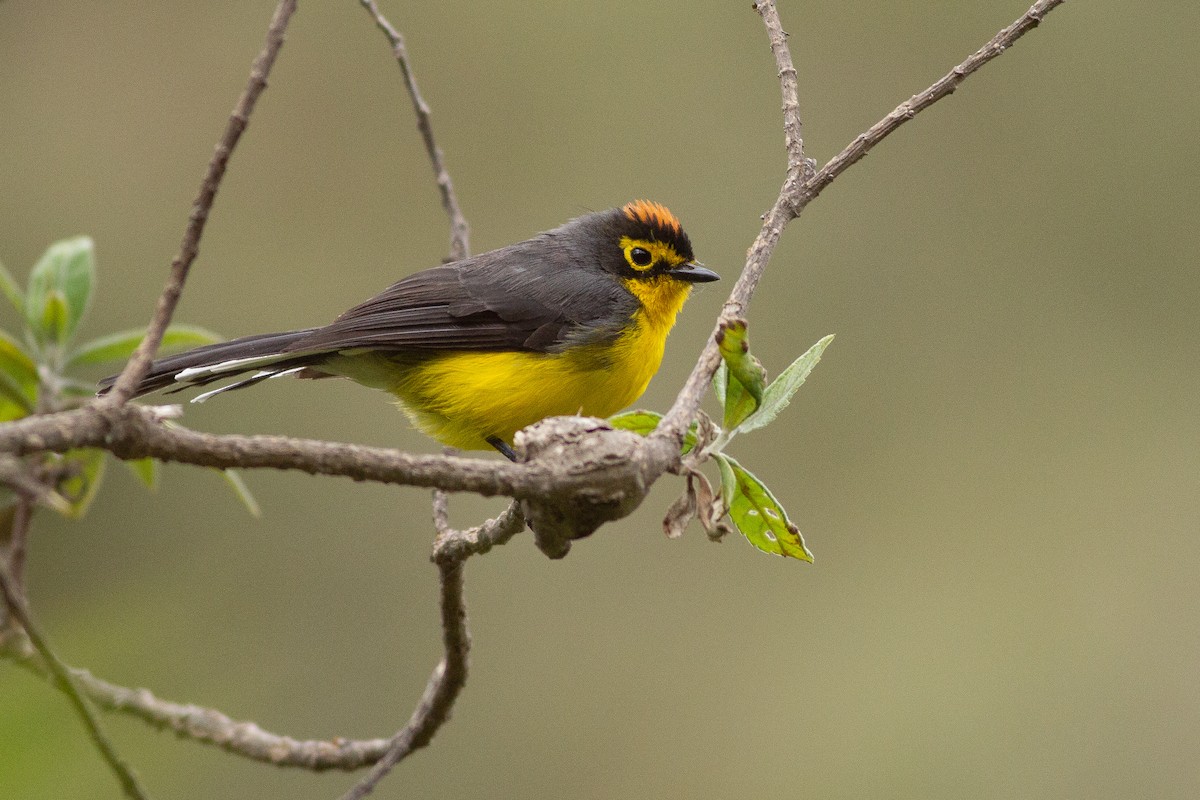 Spectacled Redstart - ML105685781