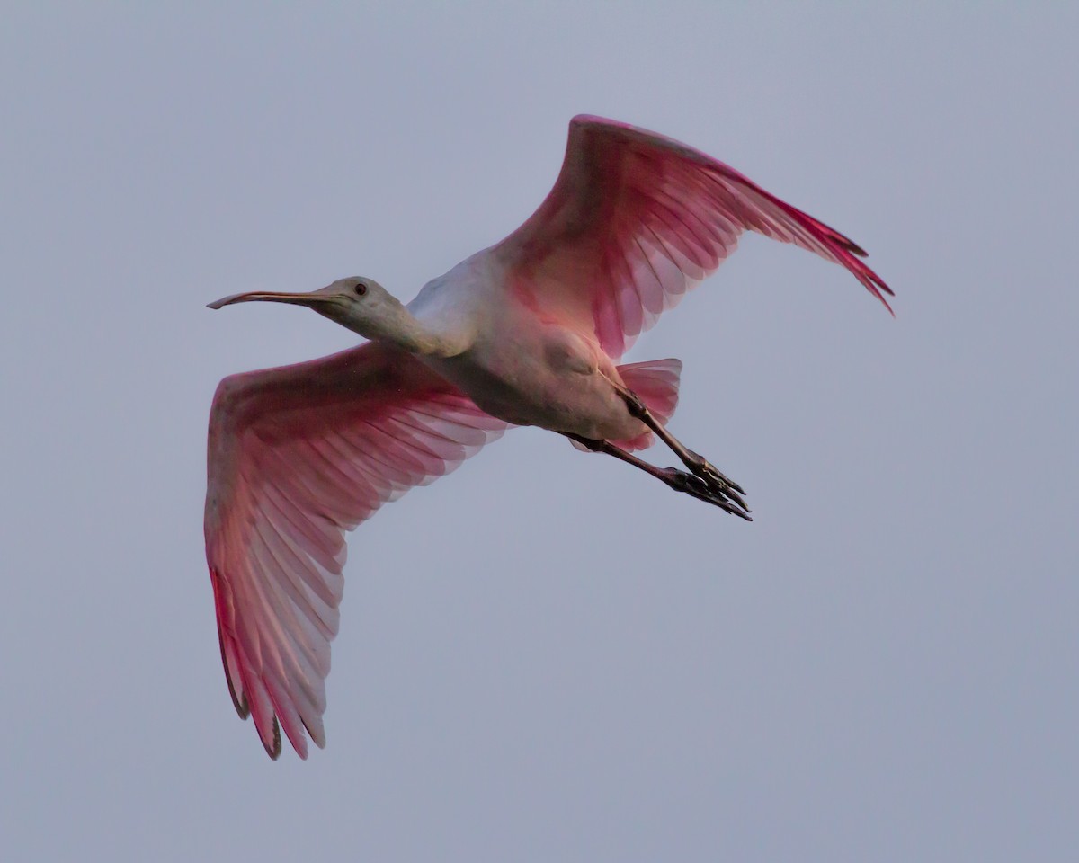 Roseate Spoonbill - ML105687191